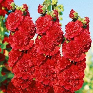 Шток-роза Факел