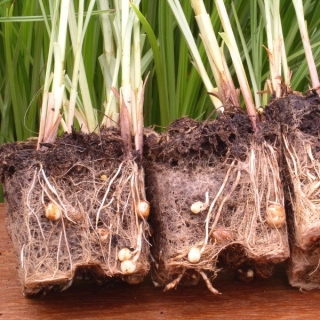 Чуфа Земляной орех