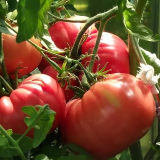 Томат Сибирские шаньги