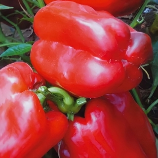 Перец Сибирский Богатырь