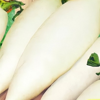 Дайкон Сибирский Гигант