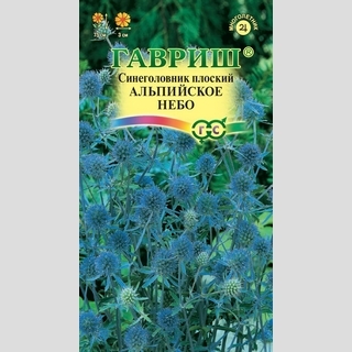 Синеголовник Альпийское небо