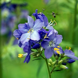 Синюха Лазурь голубая (Полемониум)