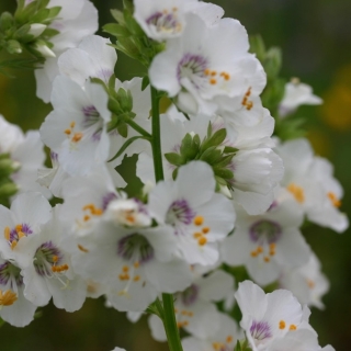 Синюха лазоревая Белая (большой пакет)