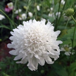 Скабиоза Хрусталь