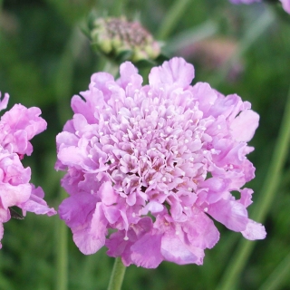 Скабиоза Ritz Rose карликовая (большой пакет)