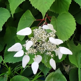 Схизофрагма Белоснежная фея (гортензиевидная)