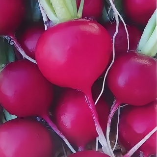Редис Скороспелая черешня
