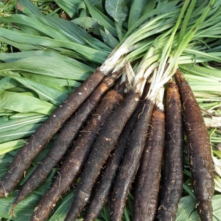 Скорцонера Лечебный