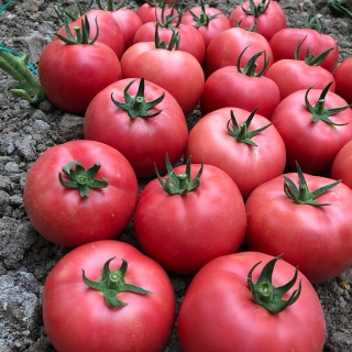 Томат Скворец F1