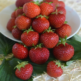 Земляника Сладкоежка F1