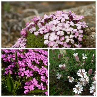 Смолевка Пирушка (силена) повислая