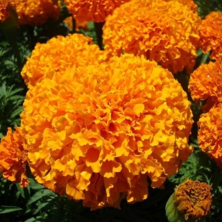 Бархатцы Солнечные Гиганты Оранжевые