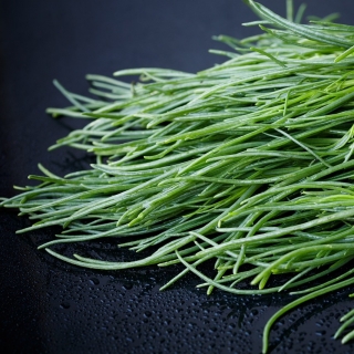 Солянка Здравница