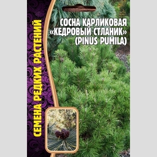 Сосна Кедровый Стланик (большой пакет)