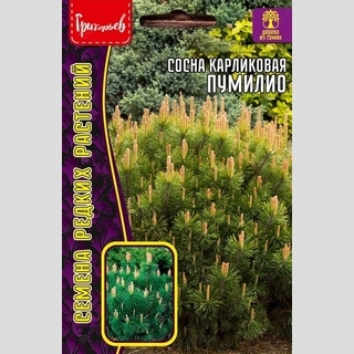 Сосна Пумилио карликовая (большой пакет)