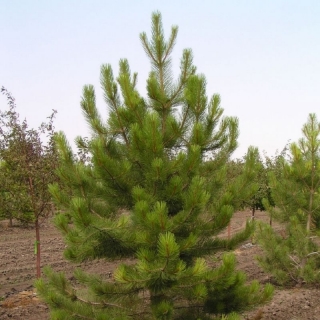 Сосна Одэтта желтая (большой пакет)