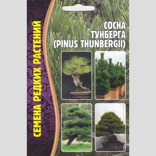 Сосна Тунберга