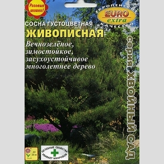 Сосна Живописная густоцветная (большой пакет)