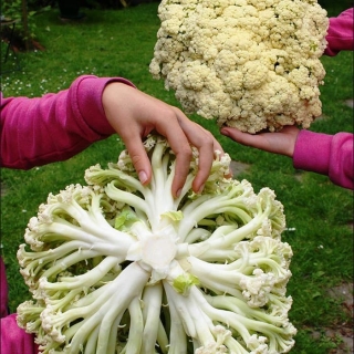 Капуста Спаржевая F1 цветная