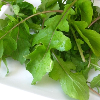 Рукола культурная (индау) Спартак