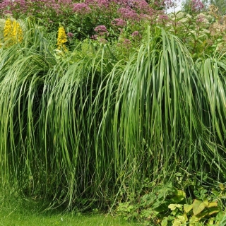 Спартина Гребенчатая (большой пакет)