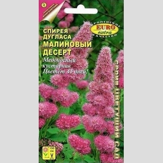 Спирея Малиновый десерт (Дугласа)