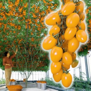 томат Спрут Золотой F1