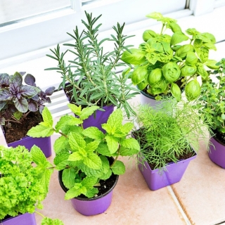 Набор семян Прованские травы 6 пакетов (б/п)