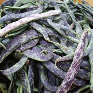 Фасоль Станичная