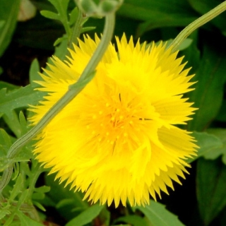 Амбербоа Султан желтый (василек мускатный)