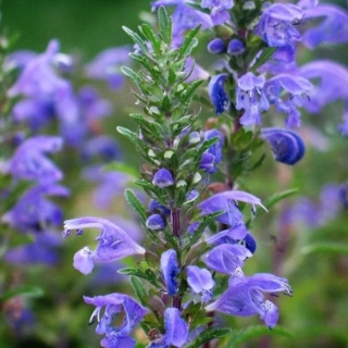 Змееголовник Султан