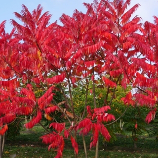 Сумах уксусный