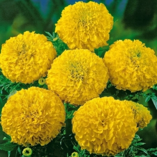 Бархатцы Супра F1 Золотые