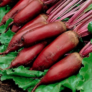 Свекла Багряный цилиндр