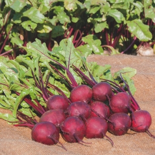 Свекла Баргузин (Северные овощи)