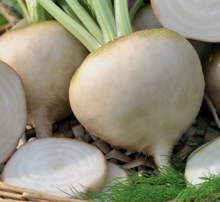 Свекла Полярная звезда