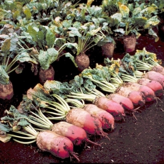 Свекла Кормилица кормовая