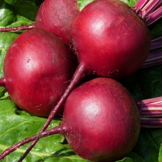 Свекла Семеновна F1®