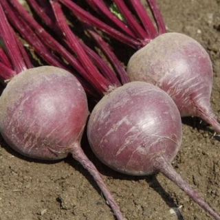 Свекла Подзимняя А474