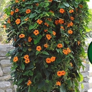 Тунбергия Сюзи F1 Оранж