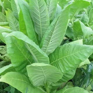 Табак Берлей Краснодарский (курительный)