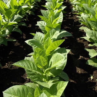 Табак Берлей 413 (курительный)