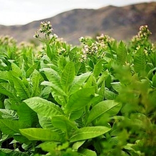 Табак Самсун 85 курительный