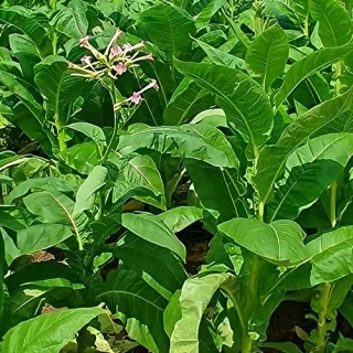 Табак Вирджиния 202 курительный