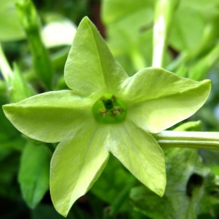 Табак Лайм душистый