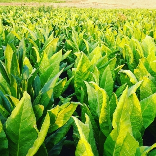 Табак Парламентский Час курительный