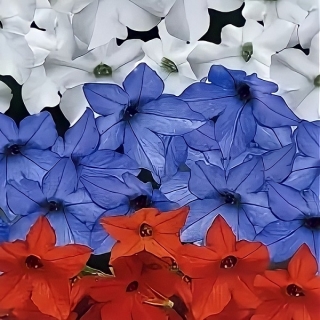 Табак Российский флаг F1 душистый смесь