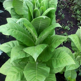 Табак Самсун 85 курительный