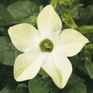 Табак Саратога Лайм F1 крылатый